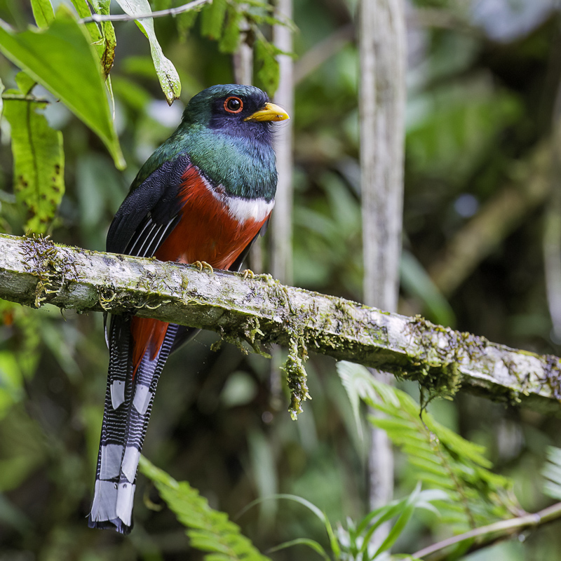 Masked Trogon (m)