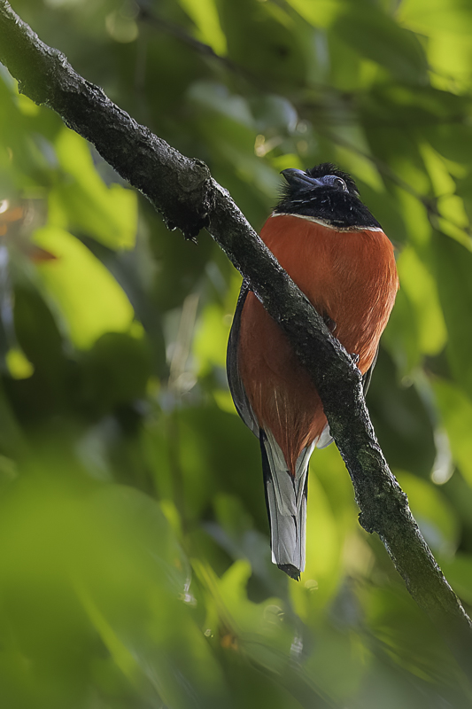 Red-naped Trogon (m)