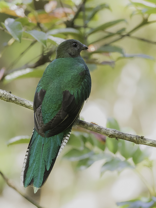 Resplendent Quetzal (f)