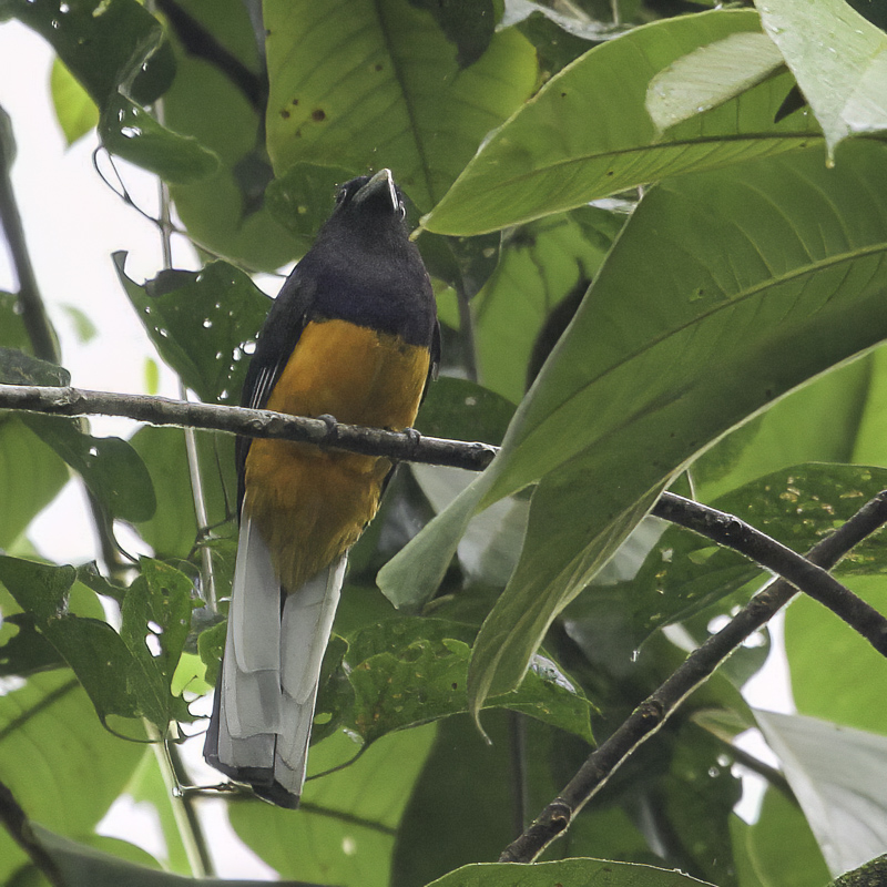 White-tailed Trogon