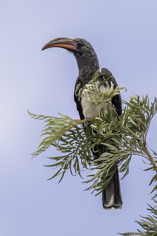 Hemprich's Hornbill (m)