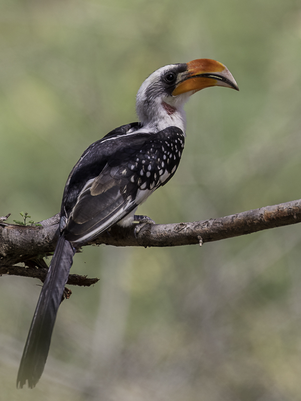 Jackson's Hornbill (m)
