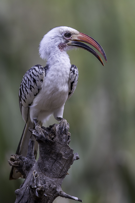 Northern Red-billed Hornbill