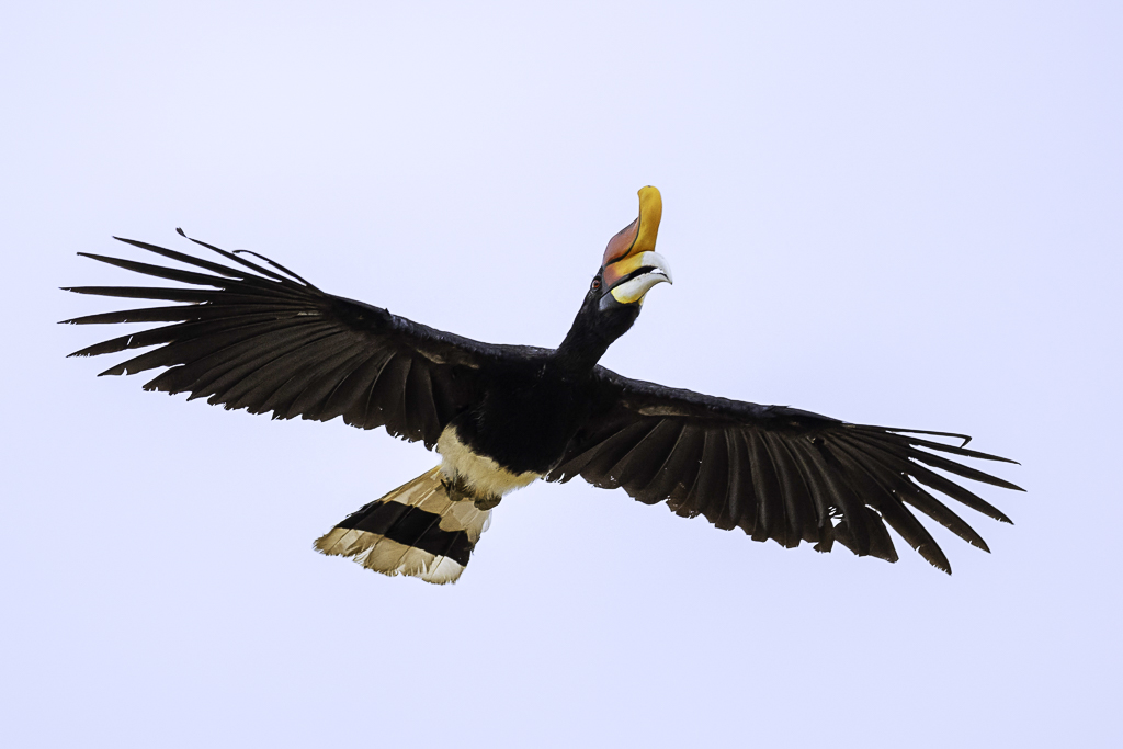 Rhinoceros Hornbill