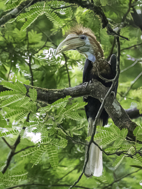 Yellow-casqued Hornbill (f)