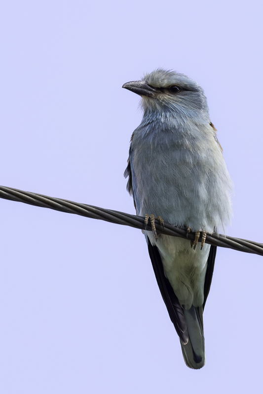 European Roller