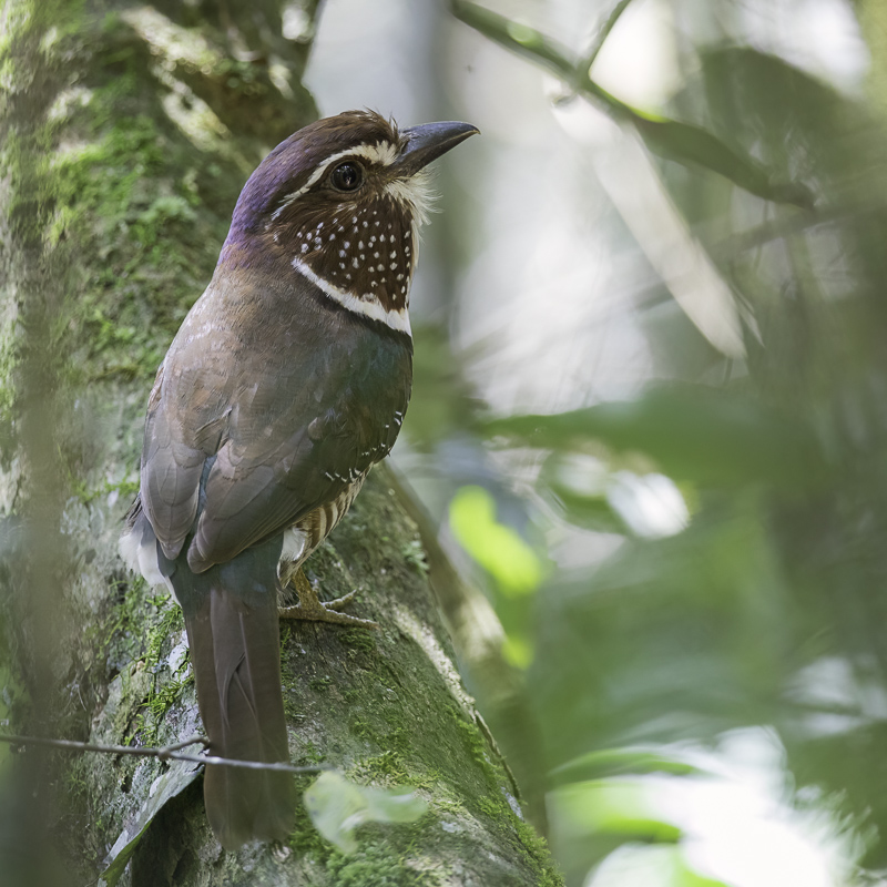 Short-legged Ground Roller