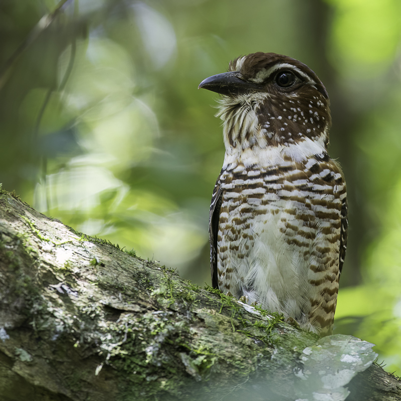 Short-legged Ground Roller