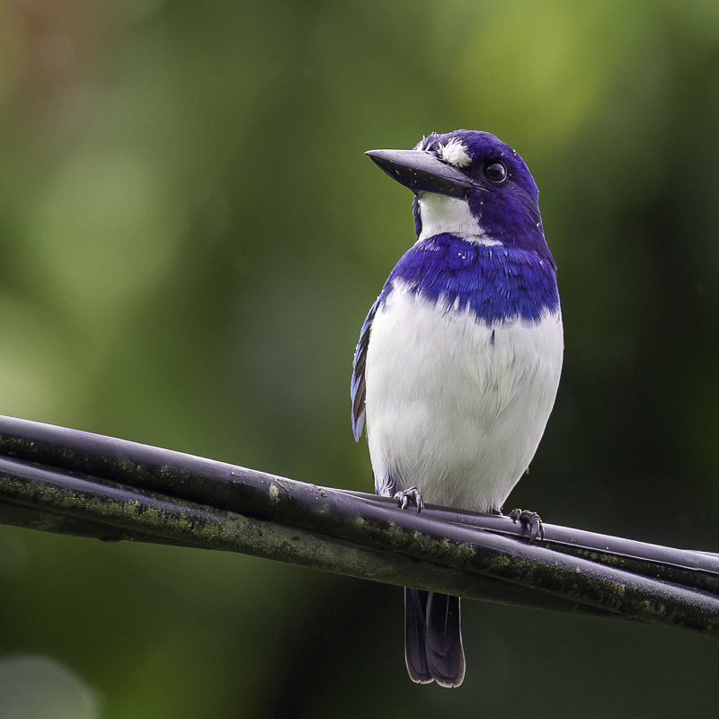 Blue-and-white Kingfisher (m)