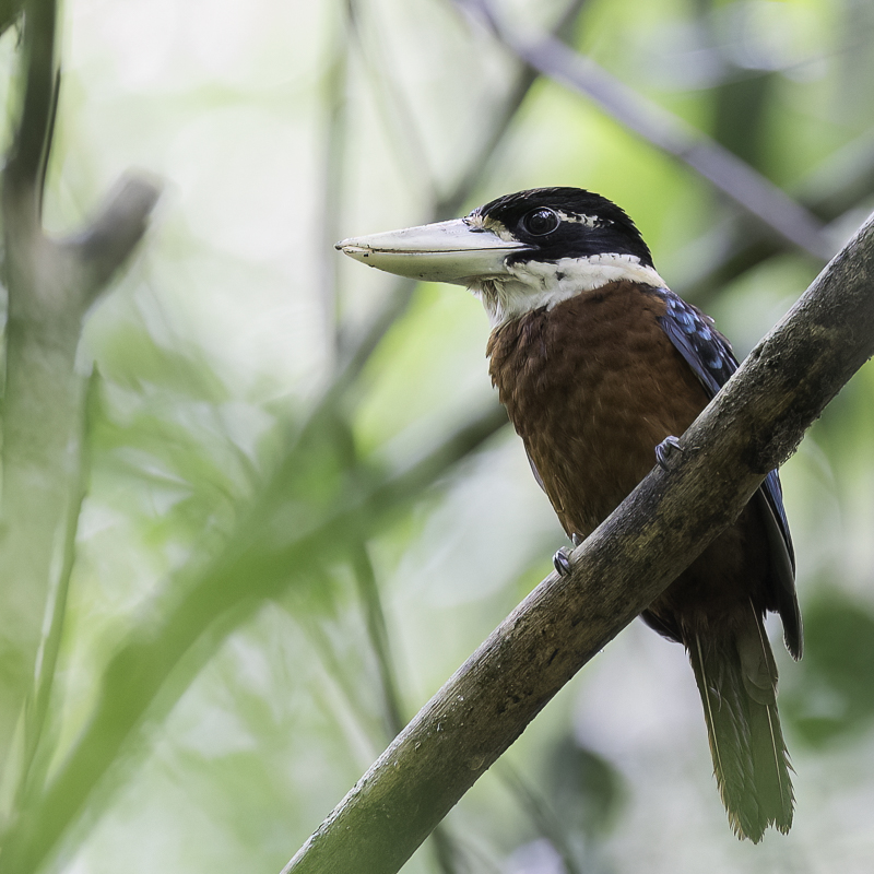 Rufous-bellied Kookaburra