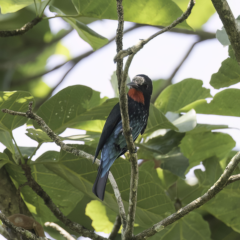 Black Bee-eater