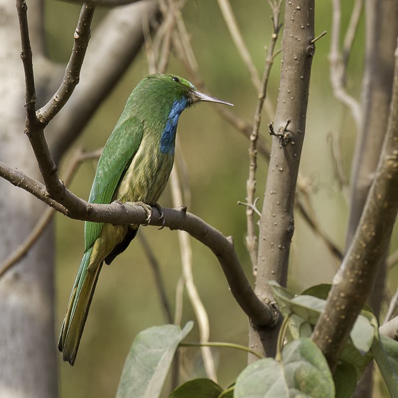 Blue-bearded Bee-eater