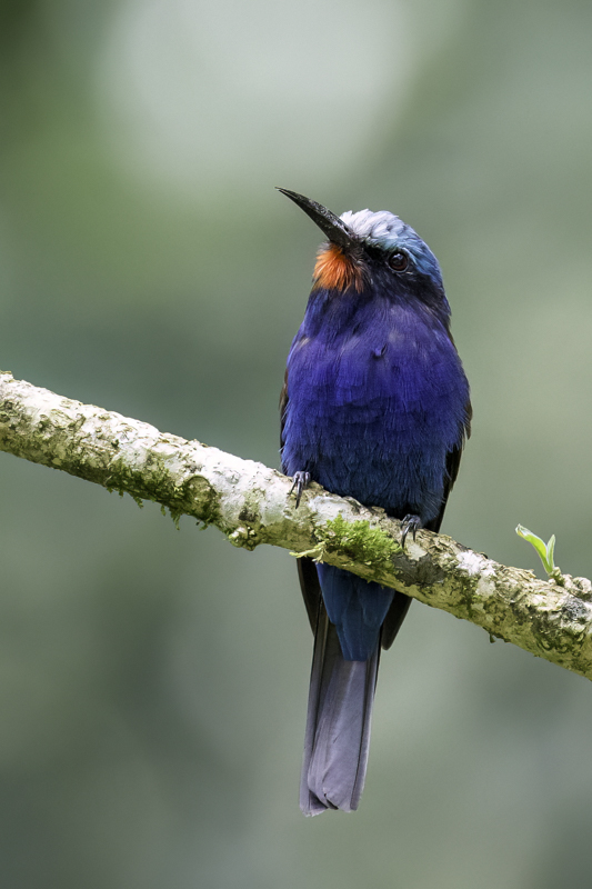 Blue-headed Bee-eater