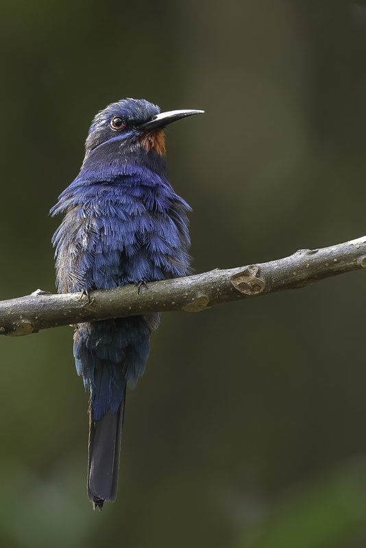 Blue-moustached Bee-eater