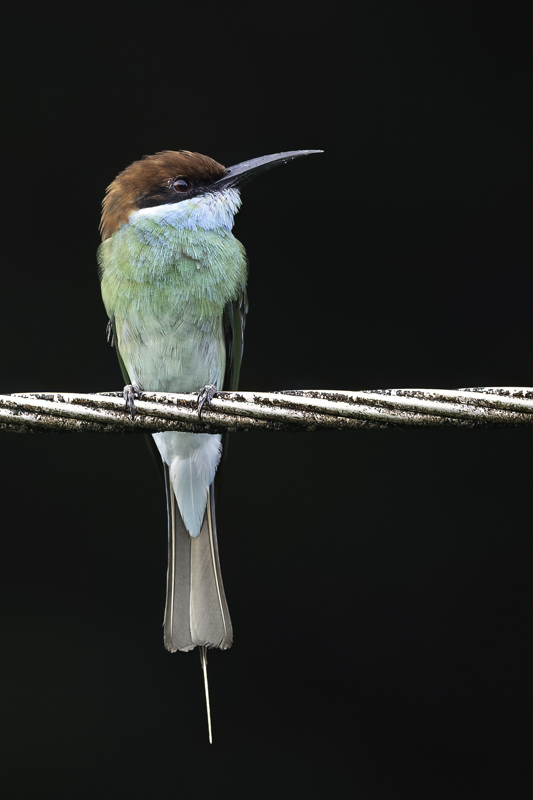 Blue-throated Bee-eater
