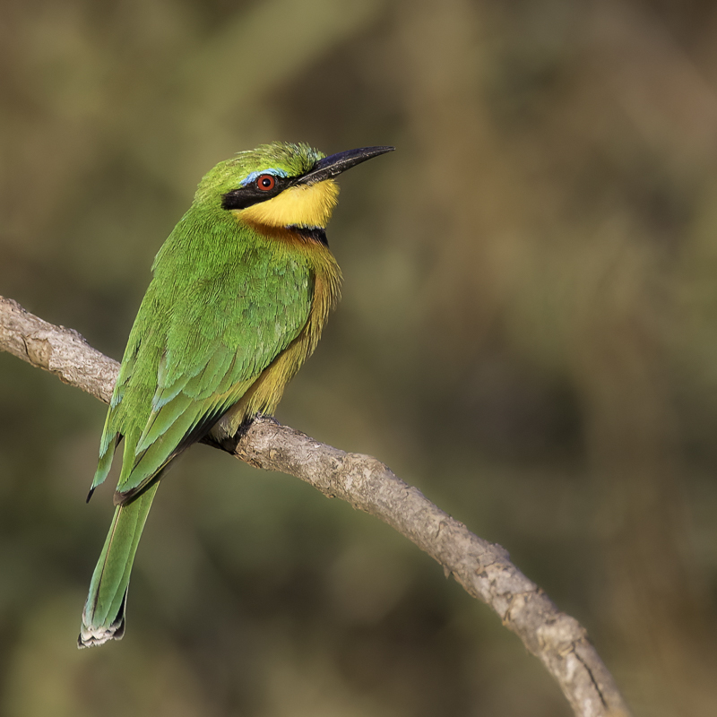 Little Bee-eater
