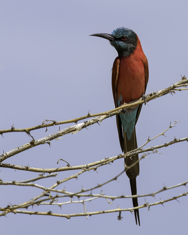 Northern Carmine Bee-eater