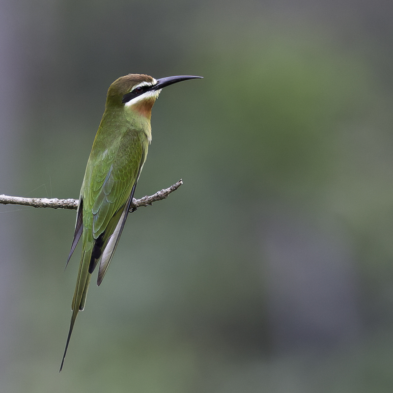 Olive Bee-eater