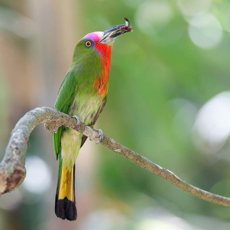 Red-bearded Bee-eater
