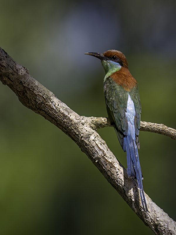 Rufous-crowned Bee-eater