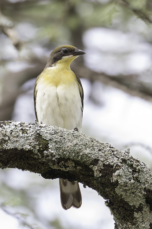 Greater Honeyguide (imm)