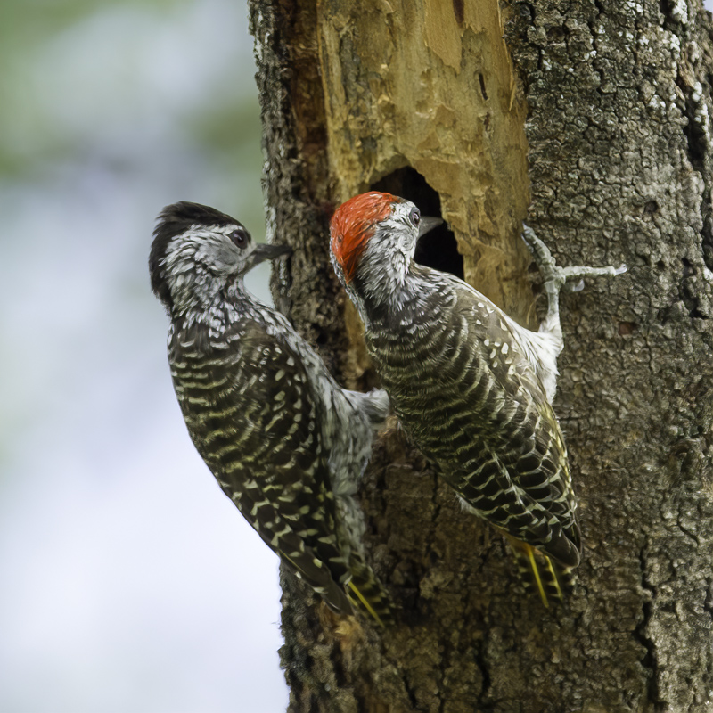 Cardinal Woodpecker (m+f)