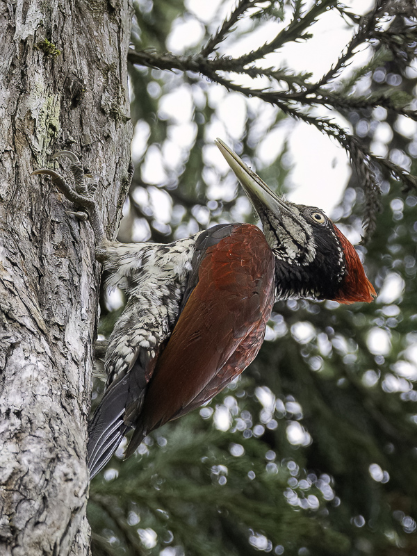 Crimson-backed Flameback