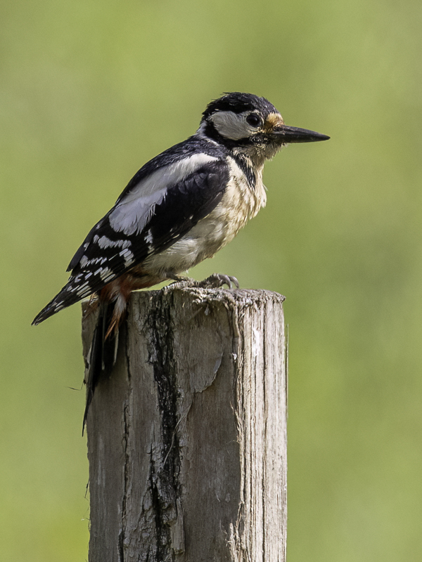 Great Spotted Woodpecker (f)