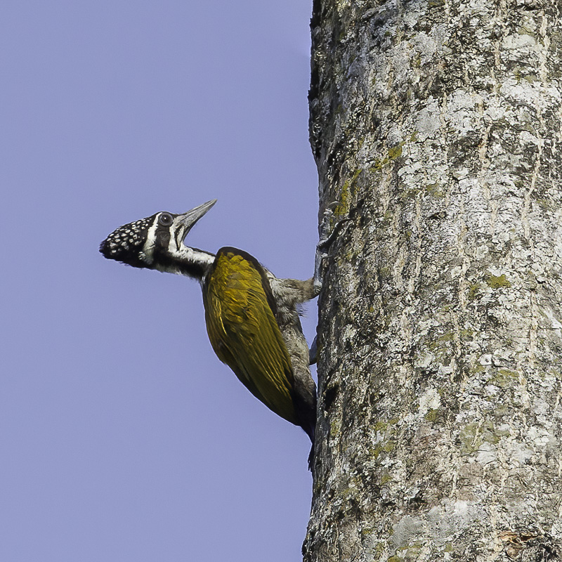 Greater Flameback (f)