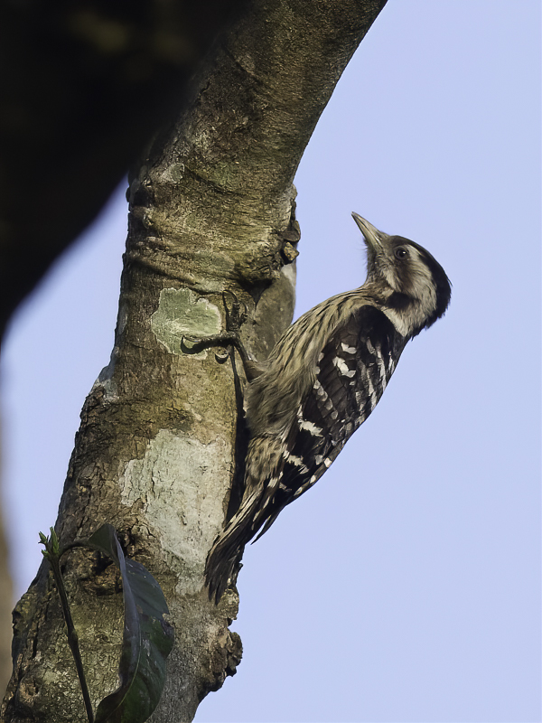 Grey-capped Pygmy Woodpecker