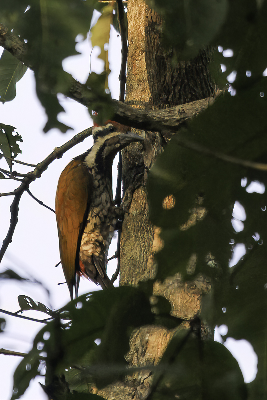 Himalayan Flameback