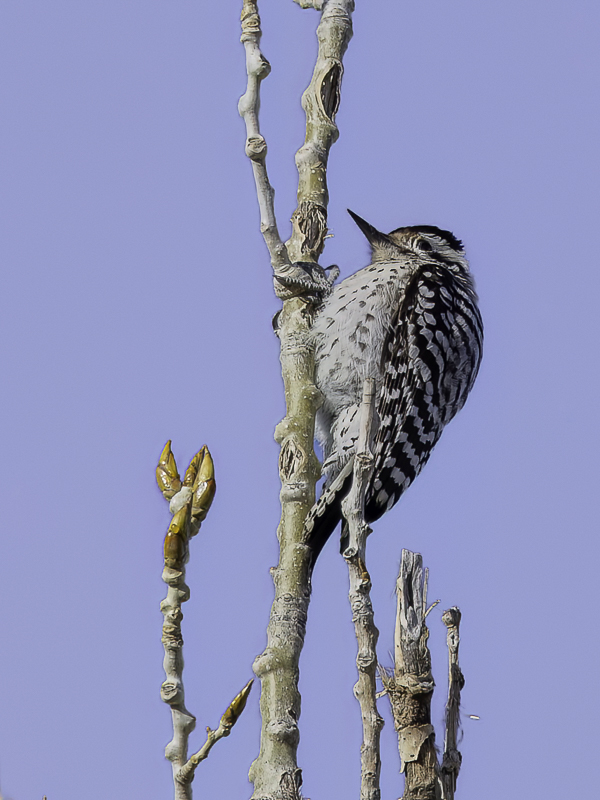 Ladder-backed Woodpecker (f)
