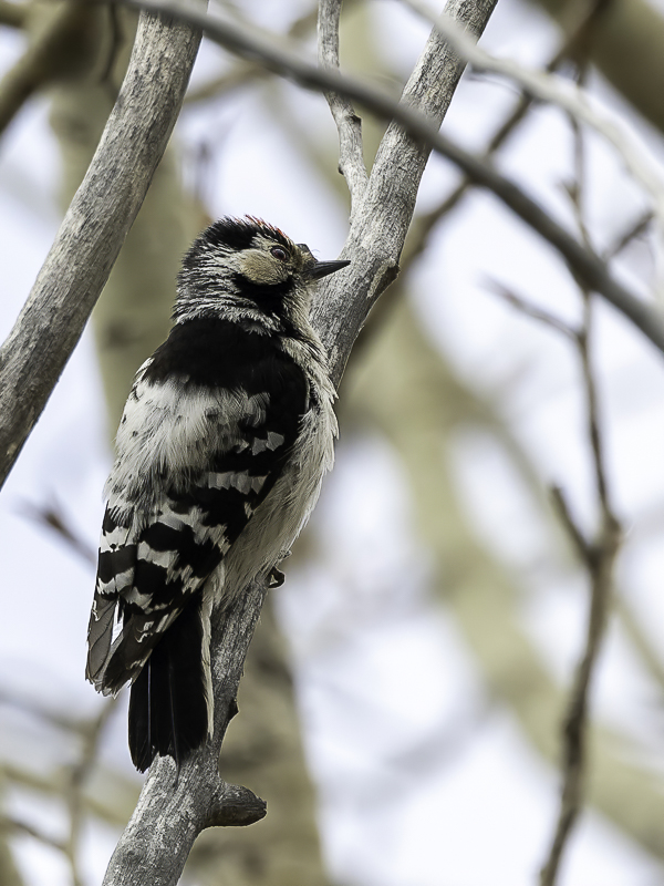 Lesser Spotted Woodpecker (f)