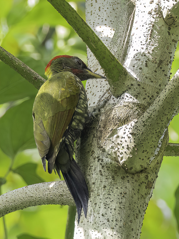 Lesser Yellownape (m)