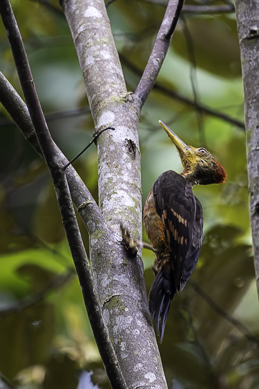 Orange-backed Woodpecker