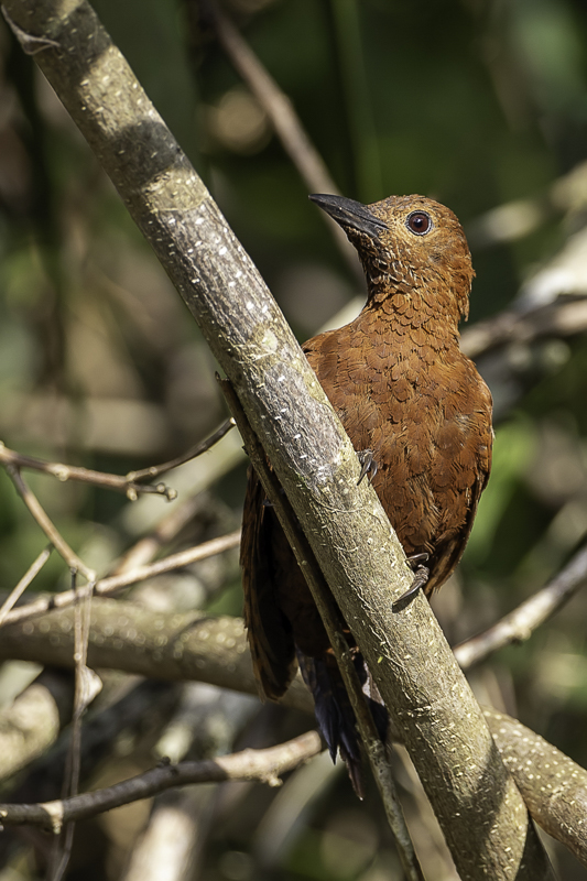 Rufous Woodpecker