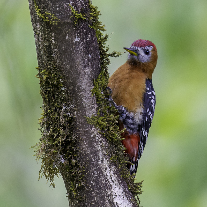 Rufous-bellied Woodpecker
