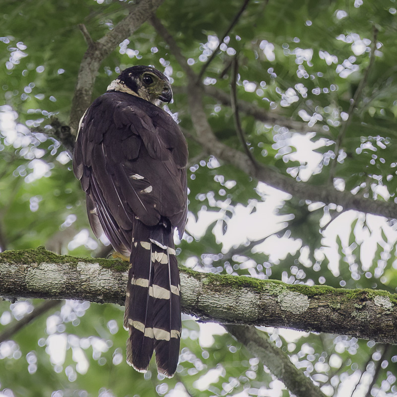 Collared Forest Falcon