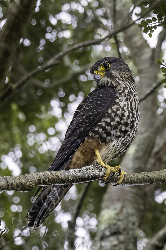 New Zealand Falcon