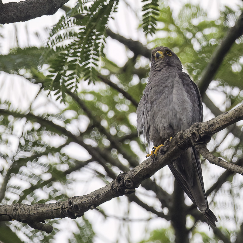 Sooty Falcon