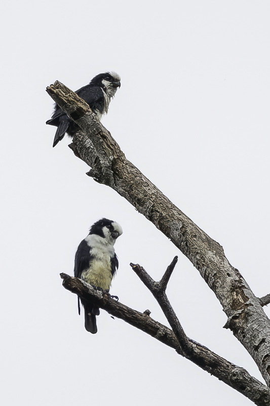 White-fronted Falconet