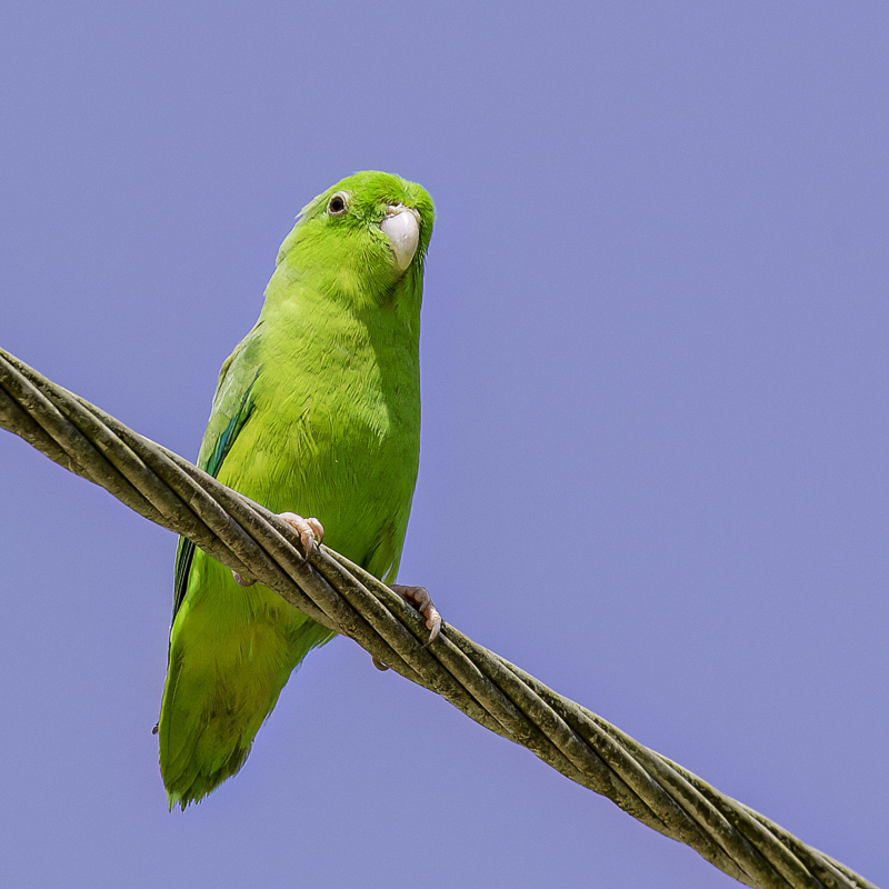 Green-rumped Parrotlet
