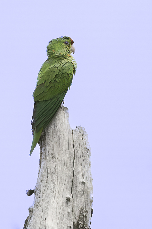 Scarlet-fronted Parakeet