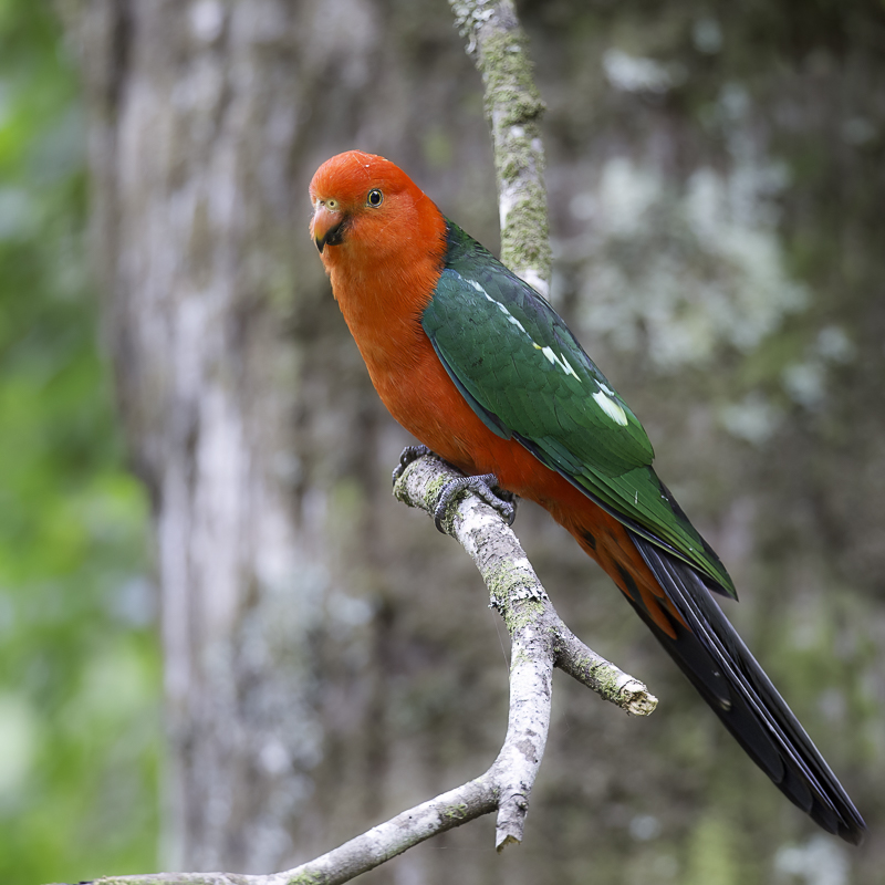 Australian King Parrot (m)