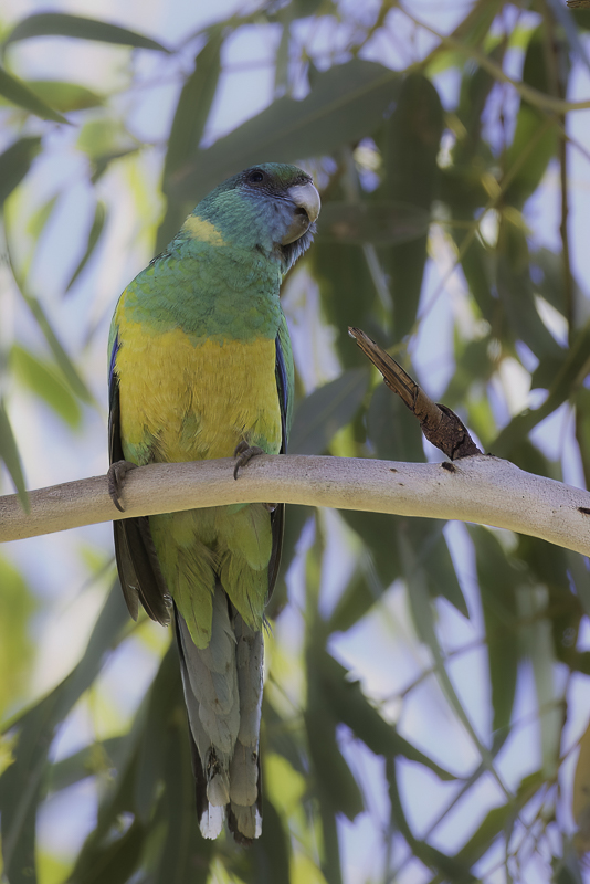 Australian Ringneck
