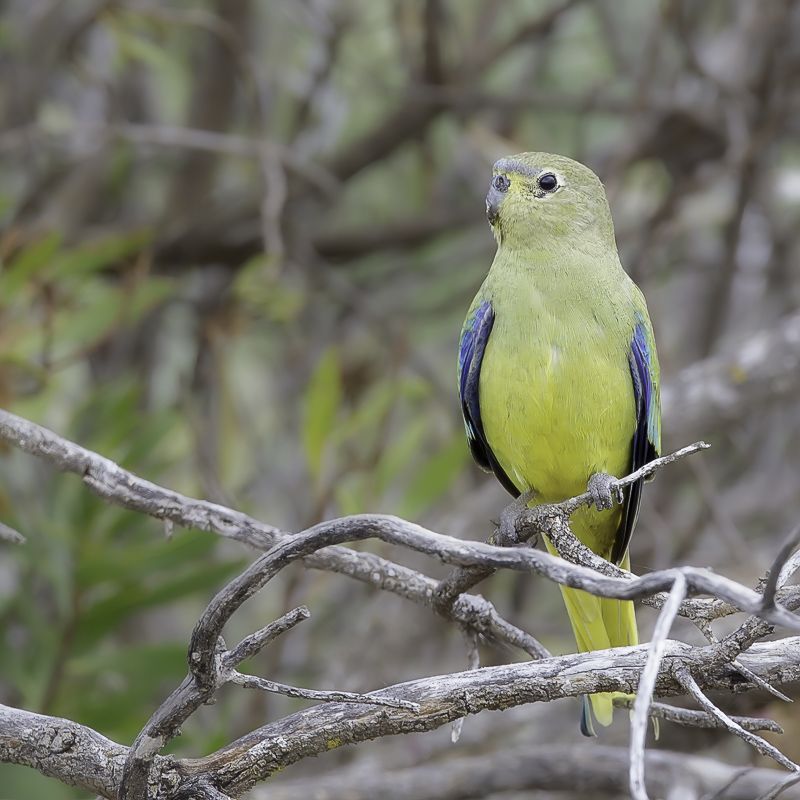 Blue-winged Parrot