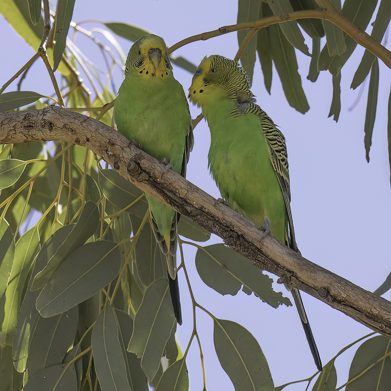 Budgerigar