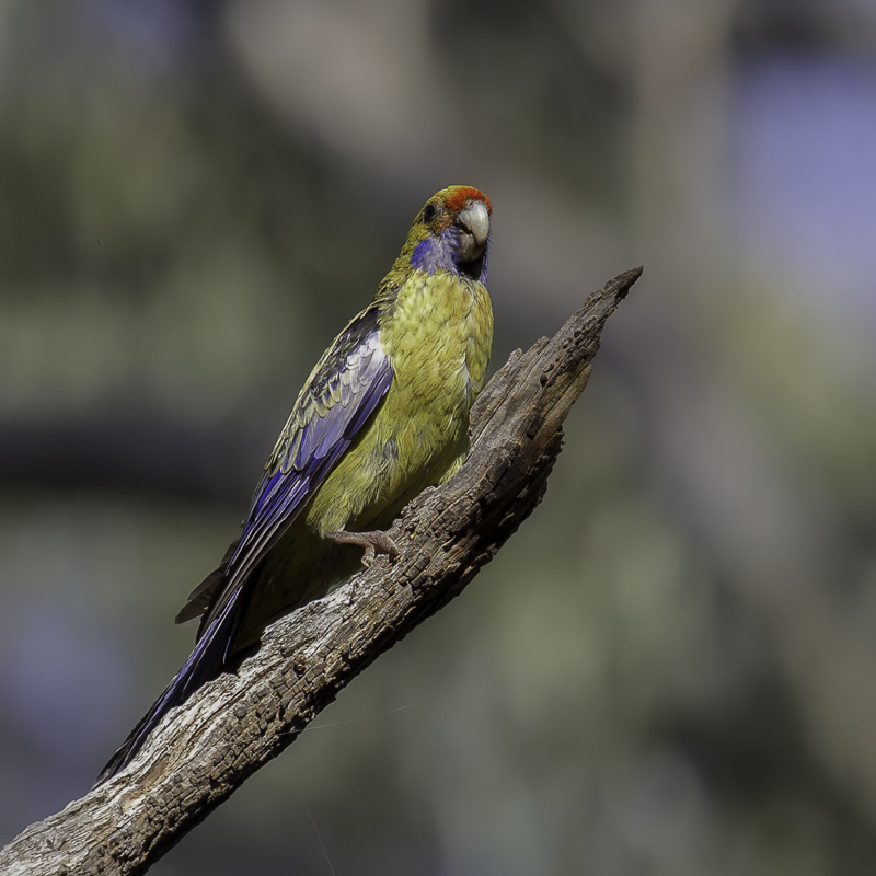 Crimson (yellow) Rosella