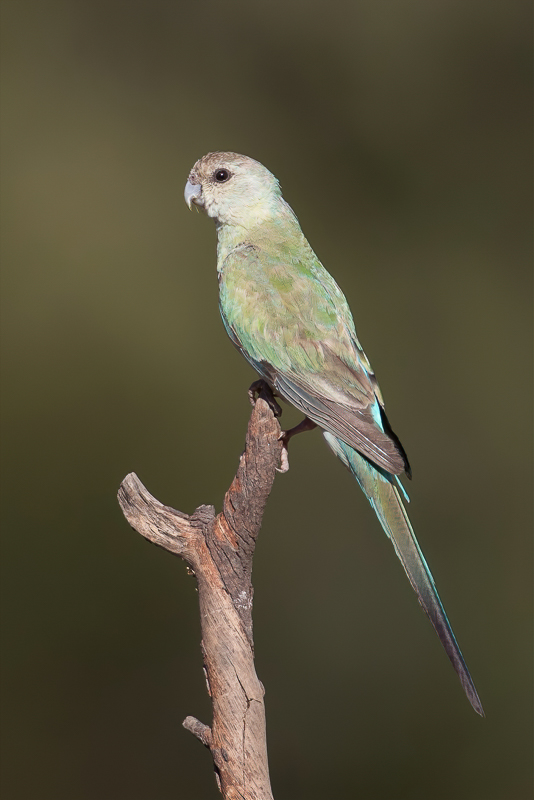 Golden-shouldered Parrot (j)