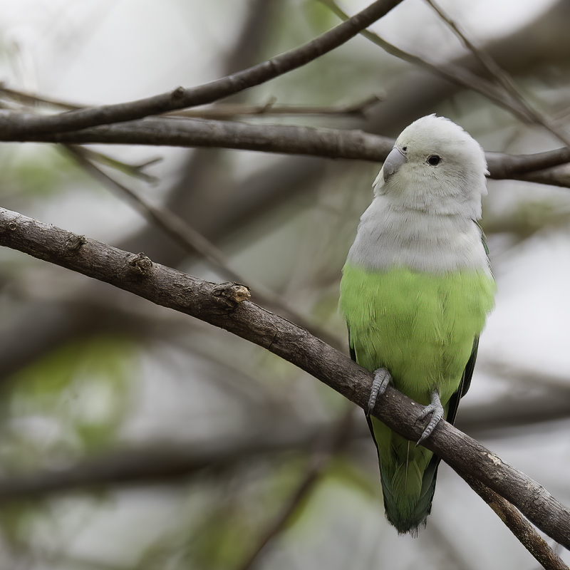 Grey-headed Lovebird